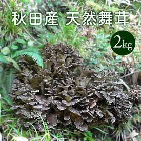天然舞茸2kg 秋田産【ご予約承り中10月発送】採れたての天然マイタケを直送します