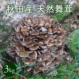 天然舞茸3kg 秋田産【ご予約承り中10月発送】採れたての天然マイタケを直送