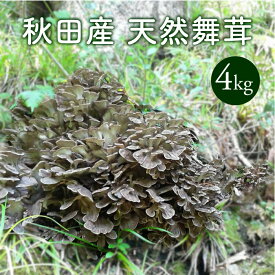天然舞茸4kg【10月上旬発送】秋田産 採れたての天然マイタケを直送