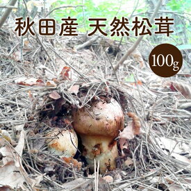 天然松茸100g【ご予約承り中10月発送】秋田産 クール便にて直送 国産 マツタケまつたけ 産直 天然きのこ