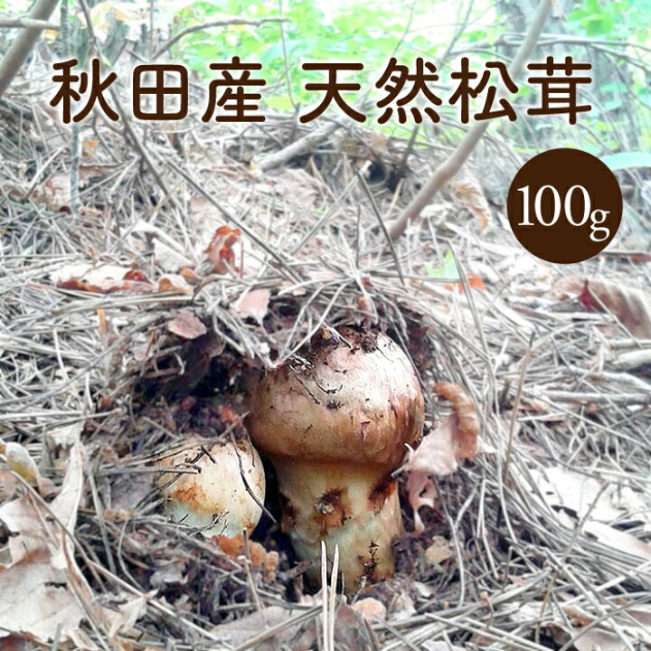 楽天市場】天然松茸100g【ご予約受付中10月発送】秋田産 クール便にて 