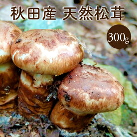 天然松茸300g【ご予約承り中10月発送】秋田産 クール便にて直送 国産 マツタケまつたけ 産直 天然きのこ