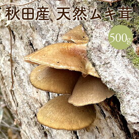 天然むきたけ500g【ご予約受付中11月発送】 秋田産 クール便にて発送 国産 天然きのこ ムキタケ 産直 直売