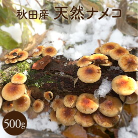 天然なめこ500g【ご予約受付中11月発送】秋田産 採れたて天然ナメコをクール便にて直送