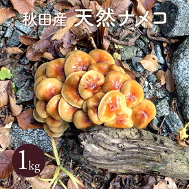 天然なめこ1kg 【ご予約受付中11月発送】秋田産 採れたて天然きのこをクール便にて直送 ナメコ