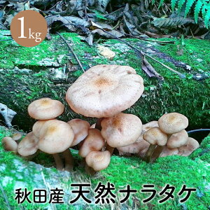 VRȂ炽1kgHcYy\t10z VR̂ i^P {{ T_V JbNC {L _V ^c TTR Y   YLmR