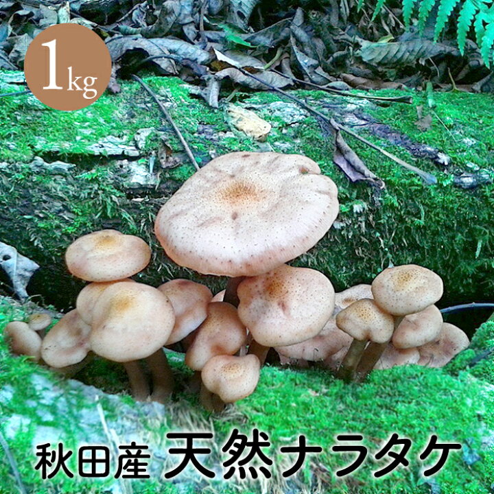 楽天市場】天然ならたけ1kg秋田産【ご予約受付中10月発送】 天然きのこ 