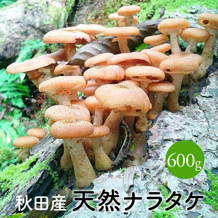 楽天市場 天然ならたけ600g ご予約受付中10月発送 秋田産 天然きのこ ナラタケ ボリボリ サモダシ カックイ ボリメキ モダシ モタツ ササコ 産直 直売 国産キノコ 田沢湖山幸園