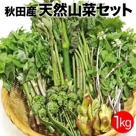 楽天市場 ふきのとう 山菜 野菜 きのこ 食品の通販