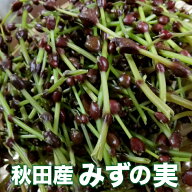 天然みずの実300g【ご予約承り中10月発送】秋田産採れたて天然ミズのコブをクール便にて直送します