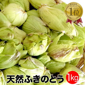 天然ふきのとう1kg【ご予約受付中3月下旬発送開始】秋田産 採りたてをクール便にて発送 フキノトウ ばっけ 天然山菜 お取寄せ
