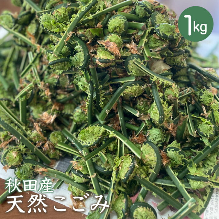 楽天市場】天然こごみ1kg【ご予約承り中！5月上旬出荷開始】秋田産 