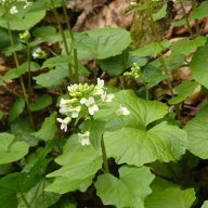 山わさび素掘り苗20株 抜き苗 山菜苗 耐寒性多年草 宿根草 山ワサビ 葉わさび