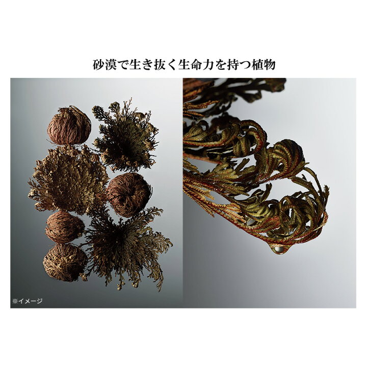 楽天市場】MDNA SKIN マドンナシークレットクリーム 528 ／2個セット 