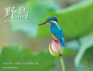 y3980~ȏ㑗z쒹J_[2026^Rʐ^