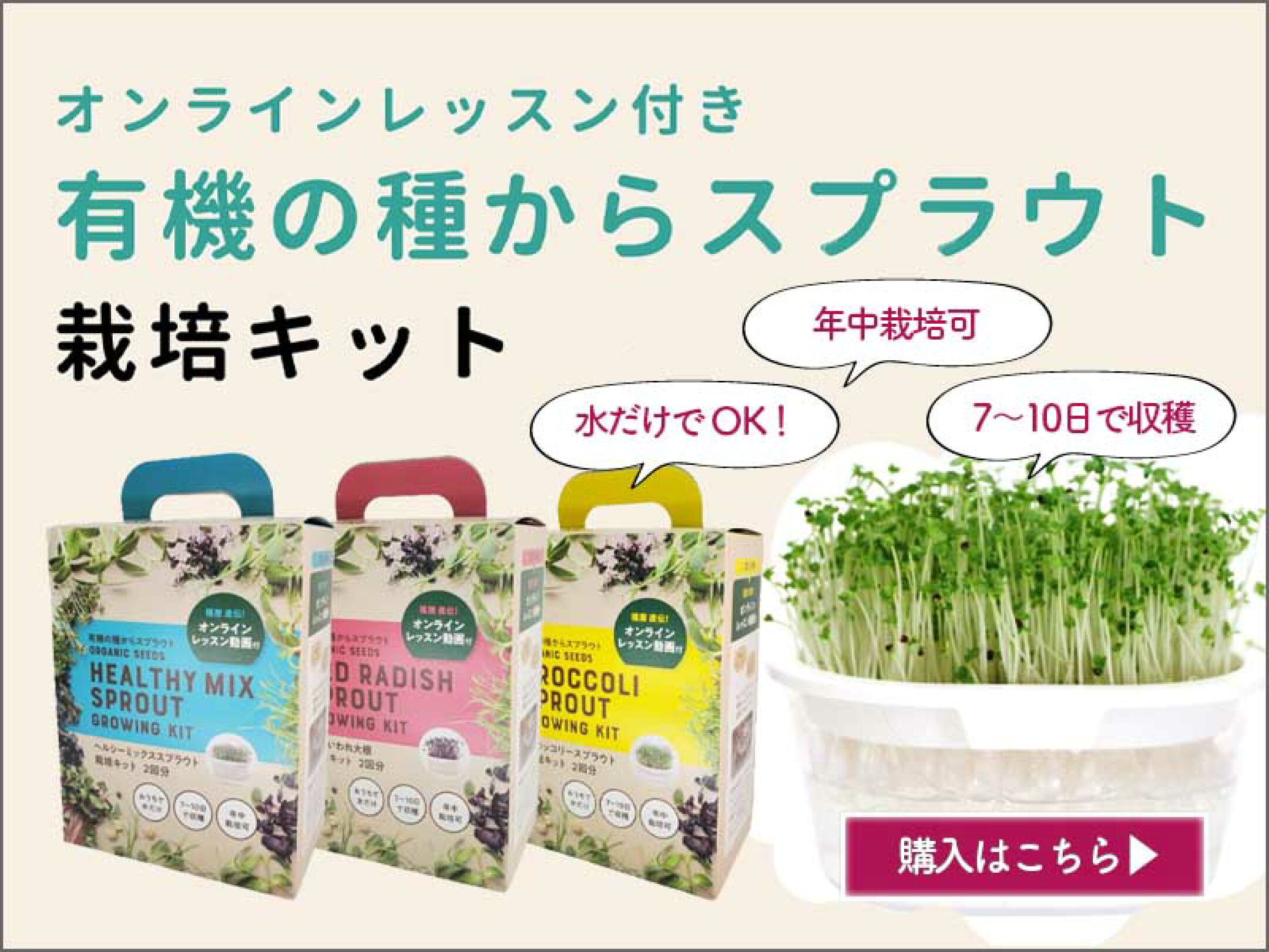 有機の種からスプラウト