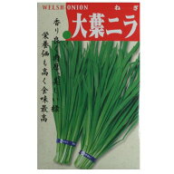 【固定種】大葉ニラの種5ml　畑懐〔はふう〕の種【メール便可】