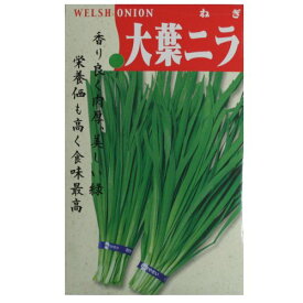 在来種/固定種/野菜のタネ「大葉ニラ5ml(約550粒）」畑懐〔はふう〕の種【メール便可】