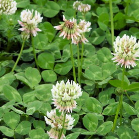 【固定種】白クローバーの種40ml(約2〜3坪分）　畑懐〔はふう〕の種【メール便可】