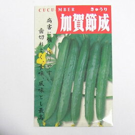 在来種/固定種/野菜のタネ「加賀節成きゅうり2ml約40粒」畑懐〔はふう〕の種【メール便可】種子消毒あり