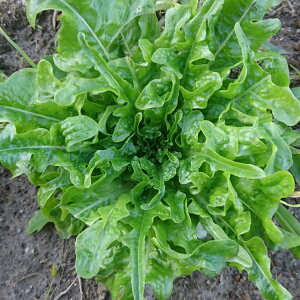 yŒzI[N[t^X̎1ml(400j@k͂ӂl̎y[։z