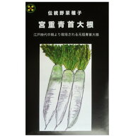【国内採種/固定種】宮重総太り大根(青首)の種5ml(約200粒）　畑懐〔はふう〕の種【メール便可】