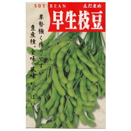 【国内採種/固定種】早生枝豆〔白老〕30ml　畑懐〔はふう〕の種【メール便可】