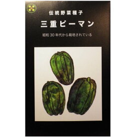 在来種/固定種/野菜のタネ「三重ピーマン0.5ml約30粒」畑懐〔はふう〕の種【メール便可】