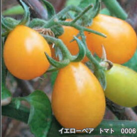 楽天市場 固定種 トマトの通販