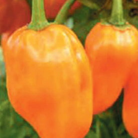 楽天市場 ハバネロ 種 花 ガーデン Diy の通販