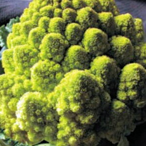 }lXRJt[̃^l150@_Ew엿EŒ ˂̐Xy[։z