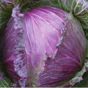 LxcWkA[LÕ^l100@_Ew엿EŒ ˂̐Xy[։z