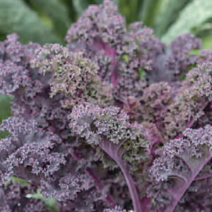 XJ[bgP[̃^l150@_Ew엿EŒ ˂̐Xy[։z