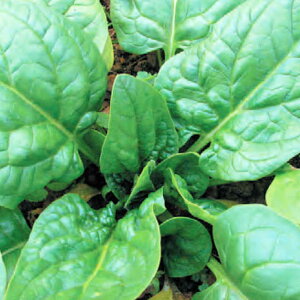 o^[t[ق񂻂̃^l300@_Ew엿EŒ ˂̐Xy[։z