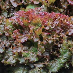 bhZCX^X̃^l300@_Ew엿EŒ ˂̐Xy[։z