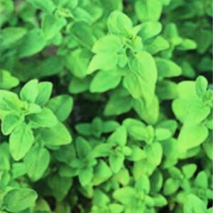 IKm̃^l500@_Ew엿EŒ ˂̐Xy[։z