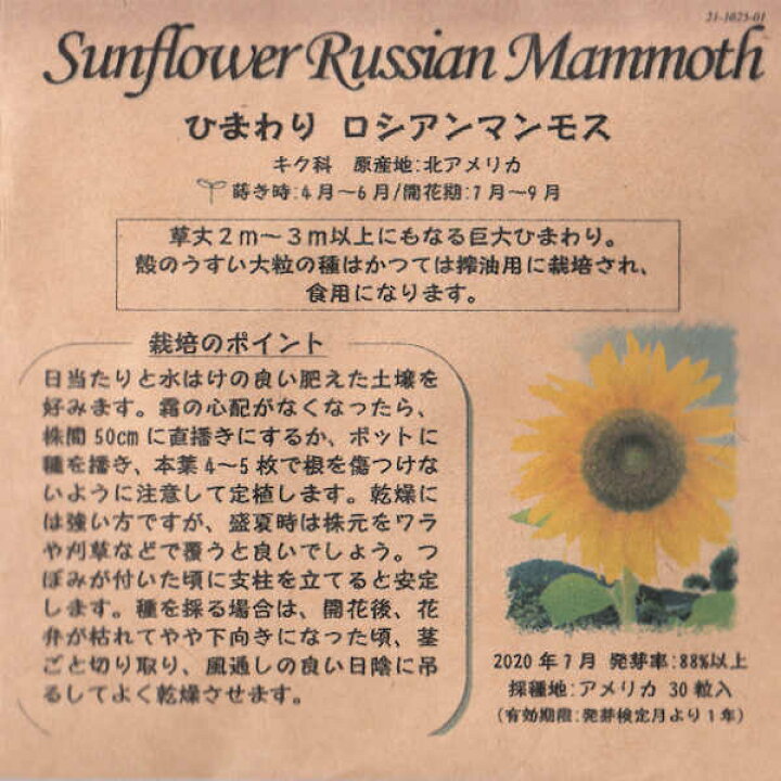 楽天市場 ひまわりロシアンマンモスのタネ約30粒入り 無農薬 無化学肥料 固定種 たねの森 メール便可 冷えとりとやさしい暮らしてくてく