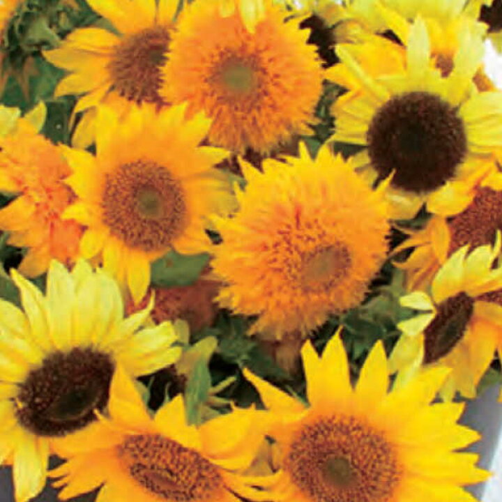 楽天市場 ひまわりコンパクトミックスのタネ約30粒入り 無農薬 無化学肥料 固定種 たねの森 メール便可 冷えとりとやさしい暮らしてくてく