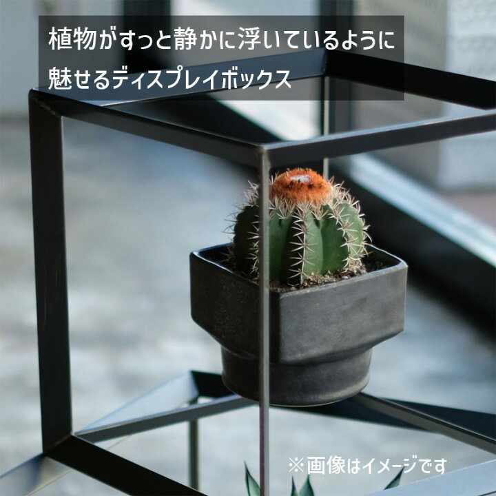 楽天市場】[5/15限定 最大100%ポイントバック] ODD CUBIC BOX(M 