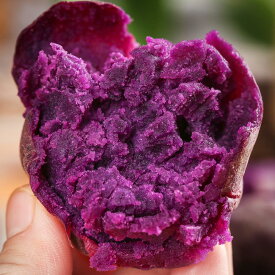 紫芋 さつまいも 5kg 千葉県産 訳あり特価・大きさお任せ 甘くて食べやすい 業務用・家庭用向け
