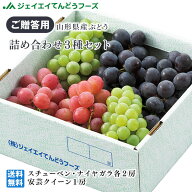 山形県産 ぶどう 詰め合わせ（スチューベン・ナイヤガラ・安芸クイーン）9月上旬～下旬出荷
