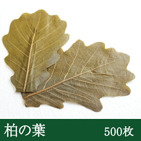 柏葉（真空・茶色） [500枚] かしわもち 柏の葉 柏餅 端午の節句 季節行事 季節限定 和菓子 和スイーツ 甘味 葉 業務用 販売期間2026年5月13日まで