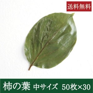 `̗tЂ [ 50×30] Ɩp  `̗ti t ~t i aH ޗǌ y ޗǖ