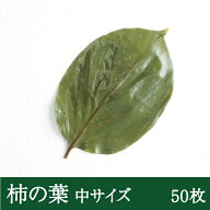 柿の葉塩漬け [50枚] 柿の葉寿司 柿の葉 塩漬け 飾り葉 敷き葉 寿司 製菓材料 奈良名物 郷土料理