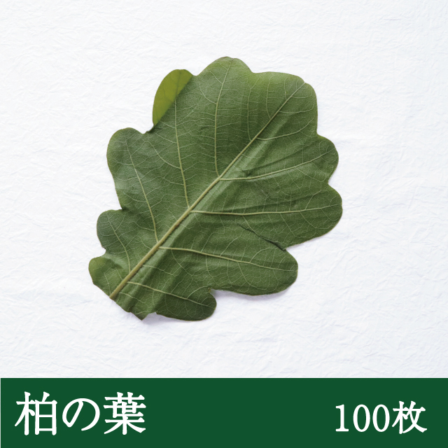 柏葉 [緑色 100枚] 柏餅 柏餅の葉 かしわもち かしわ餅 端午の節句 こどもの日 和菓子