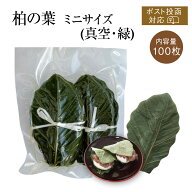 ミニ柏葉 （真空・緑） [100枚] ポスト投函4コまで｜かしわもち 柏餅 端午の節句 季節行事 季節限定 和菓…