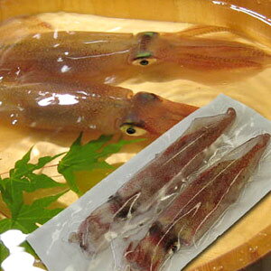 イカ いか 白いか 冷凍 刺身 剣先イカ 山陰 日本海産 150g前後 2匹セット