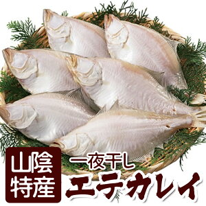 GeJC 銱 Ăꂢ 27cm 6Zbg JC ꂢ RA {CY Mtg