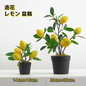 a JXj 蕨 Mtg Bep  { Ԃ̒u ʕ lHϗtA ͂Ȃ A  ~ 