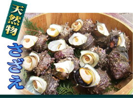 玄界灘　壱岐産　　天然物　サザエ　3kg　　[長崎県]　玄界灘に浮かぶ島　壱岐から直送！！